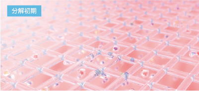 分解初期のイメージ