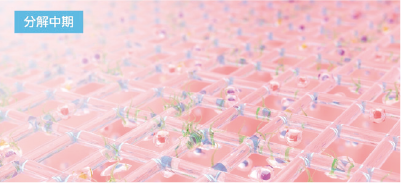 分解中期のイメージ