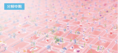 分解中期のイメージ